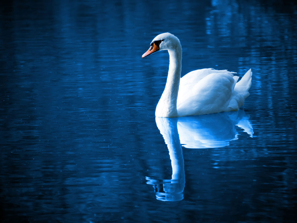 Swan_large